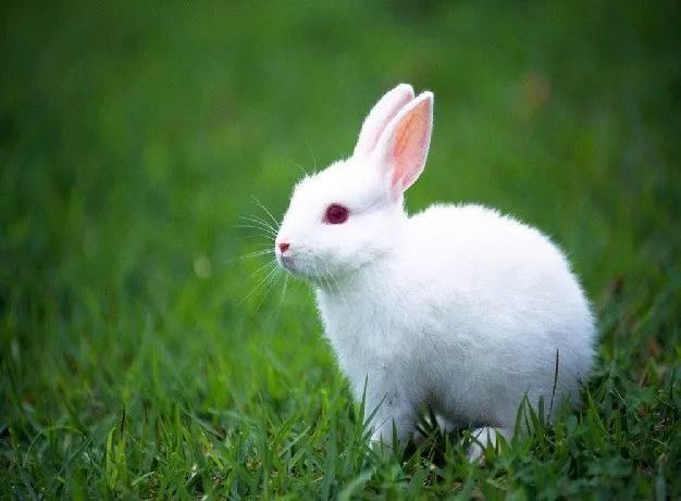 3、属兔的人年运势及运程:年属兔人的全年运势？