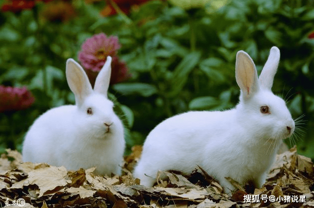 3、年属兔生肖运势:年属兔人的全年每月运势女