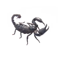 天蝎座女生今日运势全解析:精准指南助你掌控每一天