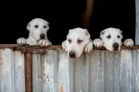 属狗人今日财运全解析:82年狗年生人必看攻略