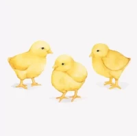 69年属鸡今日打牌方位解析：最佳座位助你赢牌