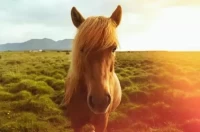 属马人今日打麻将财运方位解析:3个禁忌方位必看